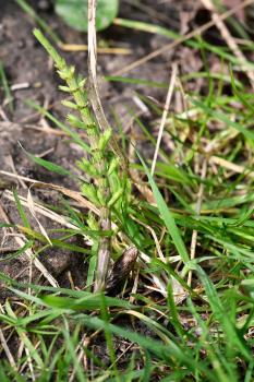 Field Horsetails have both sterile green stems and fertile cones.