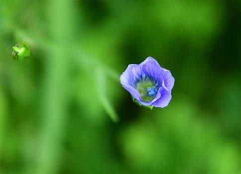 The delicately-veined, blue flowers of Flax appear in June and July borne on solitary stems.