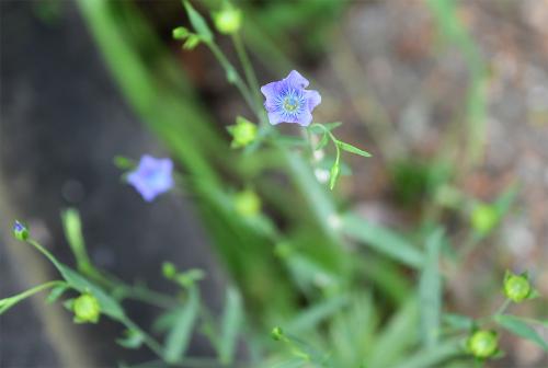 These days the seeds of Flax are pressed to make linseed oil which is used for conditioning wood, notably the blades of cricket bats.