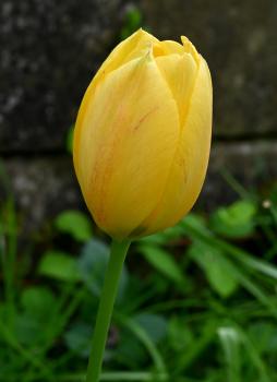 This garden flower appears in numerous colours and varieties.