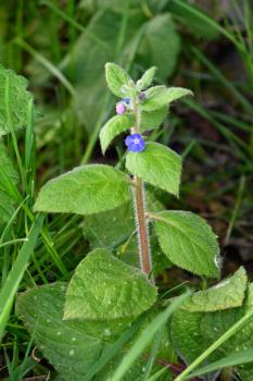 Green Alkanet has hairy leaves and stems.