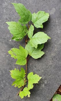 Leaves superficially resemble some maples. They have a wrinkled surface with venation that is depressed.