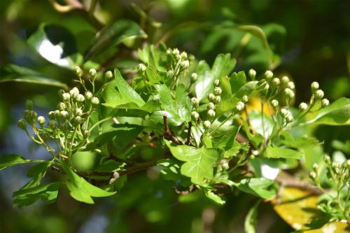 Extracts from Hawthorn flowers and berries are astringent and useful for sore throats, and as a diuretic.