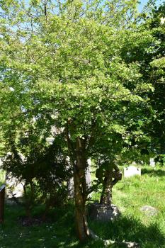  Hawthorn wood is hard with a fine grain, and polishes well.