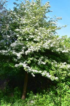 The white flowers in May of the native Hawthorn tree are followed by the crimson berries called haws.