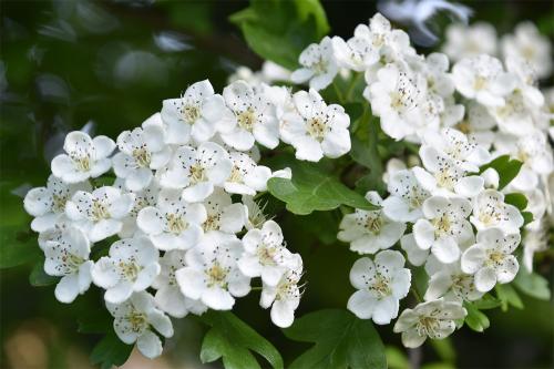Hawthorn trees produce their dazzling white flowers in May which gives rise to their alternate name of the May-tree.