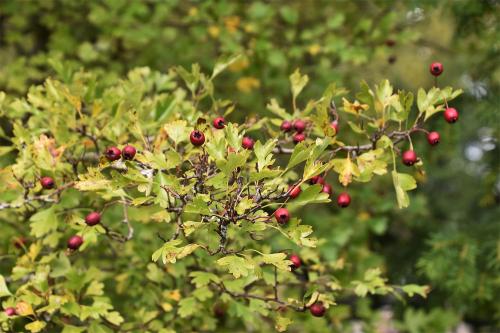  Pick the haws of Hawthorn after frost.