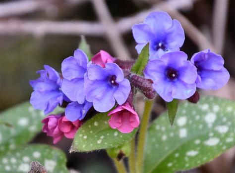 The lungwort in the cemetery is a cultivar, not one of our native lungworts, as revealed by its leaf shape.