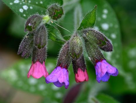 The pink and purple flowers of the cultivated lungwort make the plant distinctive.