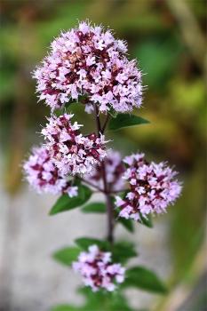 The leaves and flowers are normally dried like other herbs and used as flavouring for meat, stews and soups.