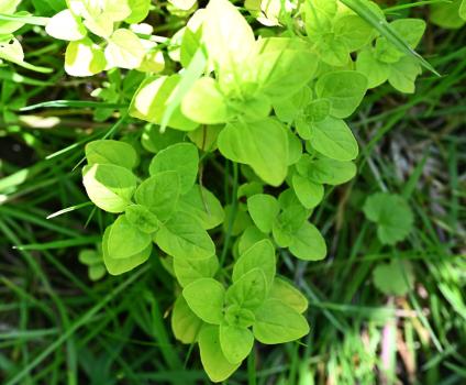 This native, aromatic culinary herb, with oval leaves, has downy stems, and purple flowers with dark purple bracts, appearing in July.