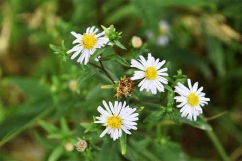 The Michaelmas Daisy has flowers that have yellow disc florets and lilac-coloured rays that appear in July.