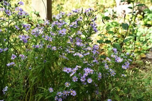 The Michaelmas Daisy is an introduction from North America that appears in July.