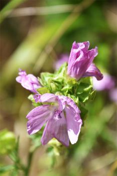 The Musk Mallow has purple stem hairs, and leaves deeply and narrowly cut. The rose-pink flowers appear in July.