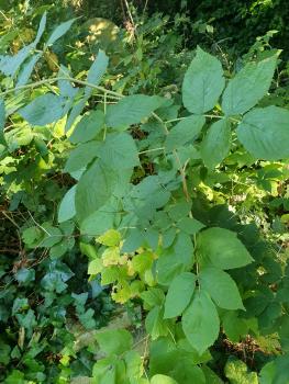 Raspberry plants are usually perennials which give biennial stems or 'canes'.