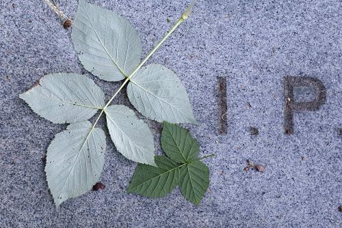 Note the pale underside of a Raspberry plant's leaf, compared here with that of a Bramble.