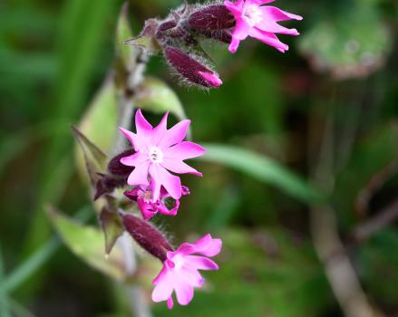 Our native Red Campion begins flowering in March