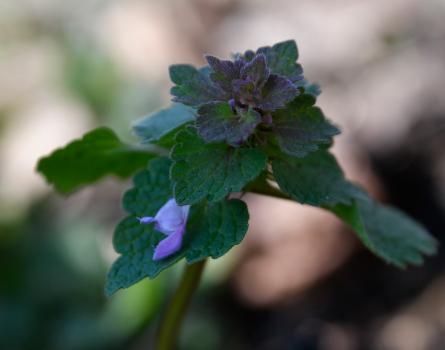 The red-tinged leaves atop the Red Dead-nettle, and its pink flowers, are distinctive.
