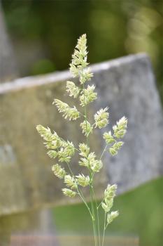 Sheep's Fescue is a short, slow-growing native perennial with grey-green bristly leaves.