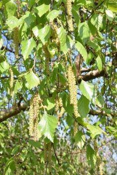 The yellowish catkins of this native tree appear in April. 