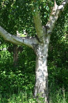 Birch bark is traditionally used in tanning, and was made into canoes by native Americans.