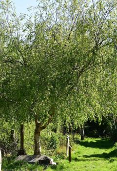 Birch leaf tea is used for gout, rheumatism and dropsy, and to dissolve kidney stones