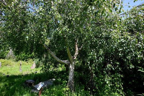 The sap of birch makes a delicious, if rather sweet, white wine.