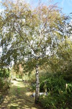 Its twigs are used for besoms, and the wood for brush and broom handles.