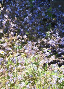 Trailing Bellflower commonly flowers in June and is tolerated for the attractive blue carpet created.