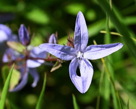 The pale, dainty flowers of Trailing Bellflower appear in late May.