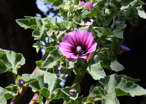Flowering from April until September along maritime edges the Tree Mallow has pink-purple flowers with purple veins.