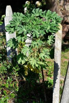 A Tree Mallow plant justifying its name by growing taller than a grave's headstone.