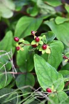 Tutsan bears green berries, which turn red and then purplish-black.