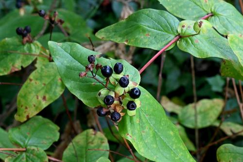 The leaves of this native undershrub are aromatic when crushed, and bear green berries, which turn red, then purplish-black, and then completely black.