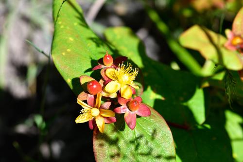 Tutsan bears green berries, which turn red and then purplish-black.