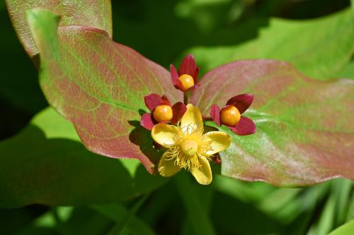 Tutsan bears green berries, which turn red and then purplish-black.