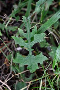 This native species has the end lobe of the leaves large, triangular, and sharply cut. 