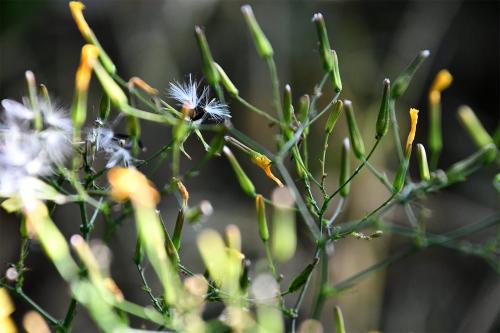 The stems of the Wall Lettuce are slender and branch out in a straggly fashion.