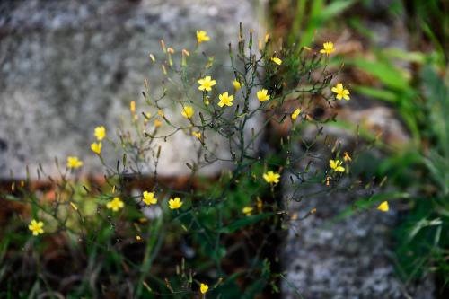 Each small yellow flower of the Wall Lettuce is surrounded by other flowers not yet opened.