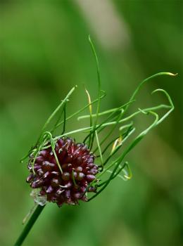 Pink, red and greenish white flowers can be seen emerging from the mace heads of Wild Onions.