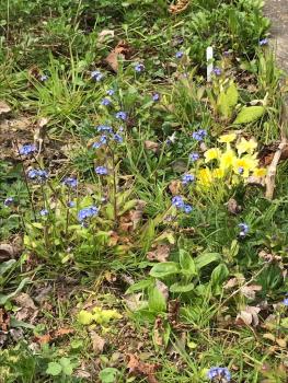 Wood Forget-me-not has bright sky-blue flowers that are usually 6 - 10mm across. These are carried on much-branched stems that can rise to 45cms.