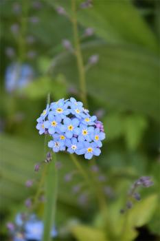 Forget-me-nots were worn by lovers in France (ne m'oubliez pas) to ensure that they would not forget each other if parted. 