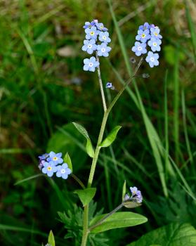 The sky-blue flowers of Wood Forget-me-not appear in April.