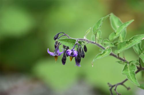 Bittersweet or Woody Nightshade has distinctive bright purple and yellow flowers.