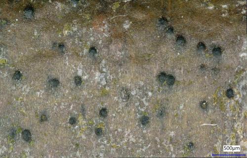 The Arthopyrenia punctiformis is common on smooth bark, especially on twigs and young trees where shade is not deep.