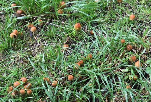 The tan-coloured caps of Glistening Inkcap are covered in white grains on a striated surface, which glisten when moved.