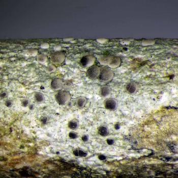Lecania naegelii is a lichen that is common throughout the British Isles on the bark of trees.