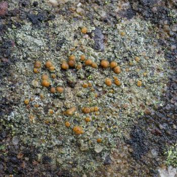 Protoblastenia rupestris is found on chalk and limestone rocks and old walls.