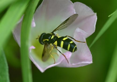Xanthogramma pedissequum have black bodies with dazzling, day-glow yellow markings and an unusual pair of yellow stripes.