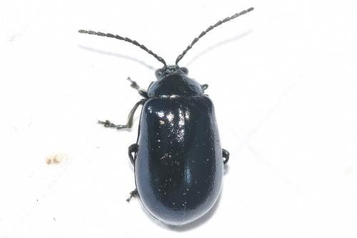 This was once a rare beetle, even thought to be extinct in Britain, but there have been increasing numbers of records.